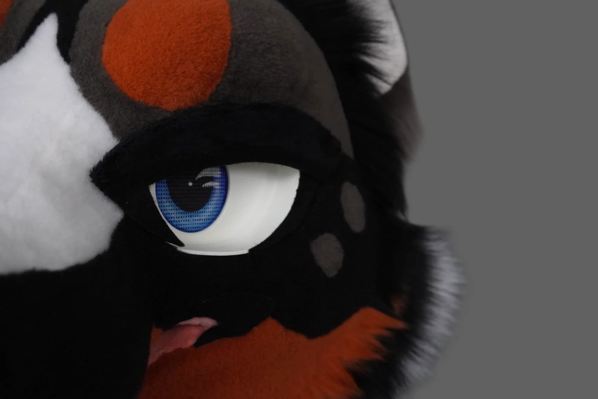 Drousy, a custom fursuit by Chilli Tiger Creations, photo 7 of 13