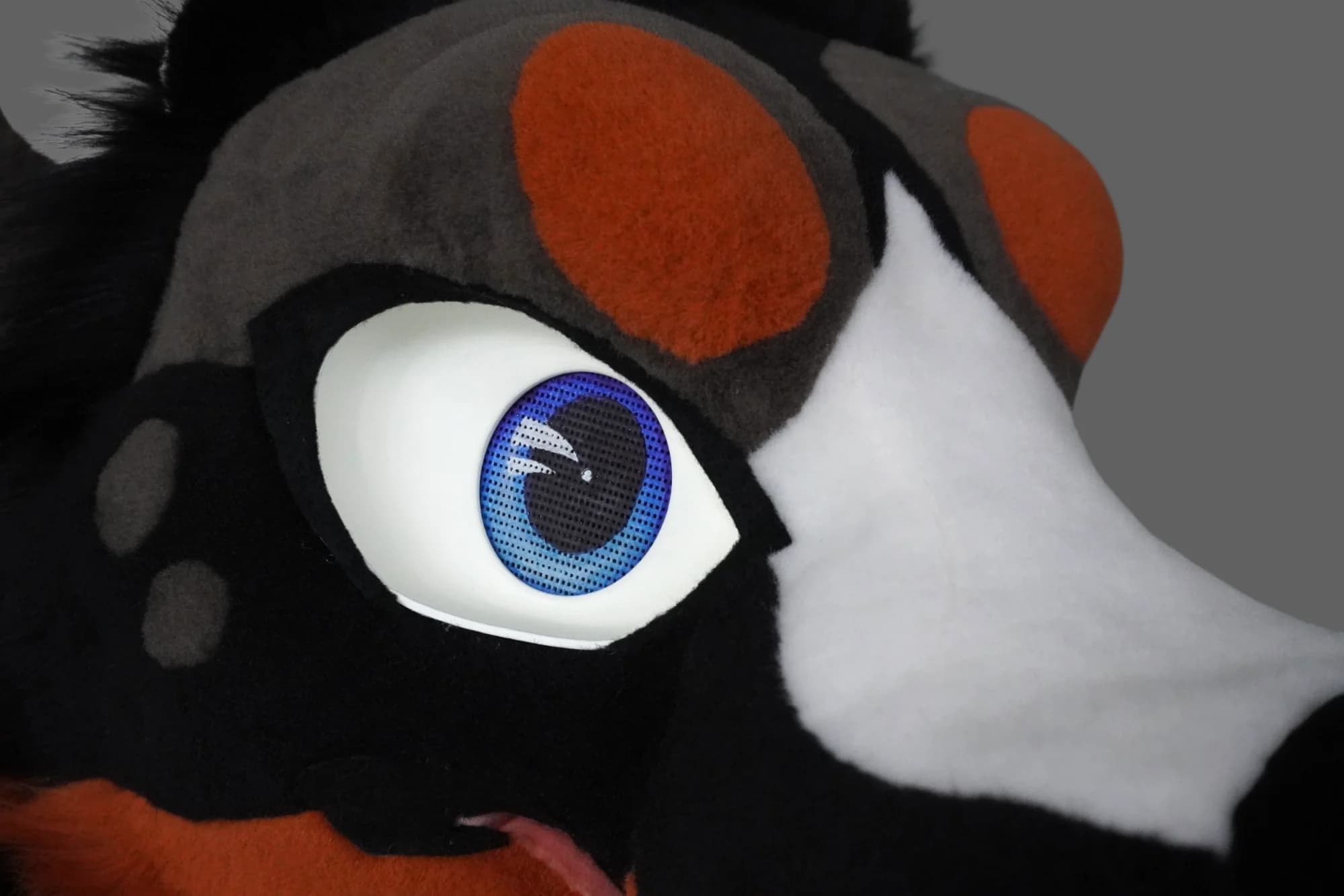 Drousy, a custom fursuit by Chilli Tiger Creations, photo 12 of 13